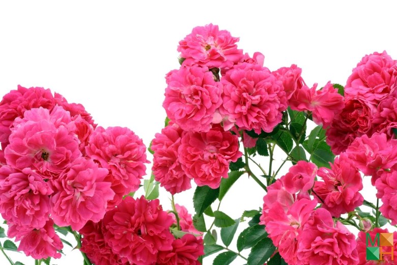 Tranh dán tường phòng ngủ đẹp tại Hà Nội FW - 030